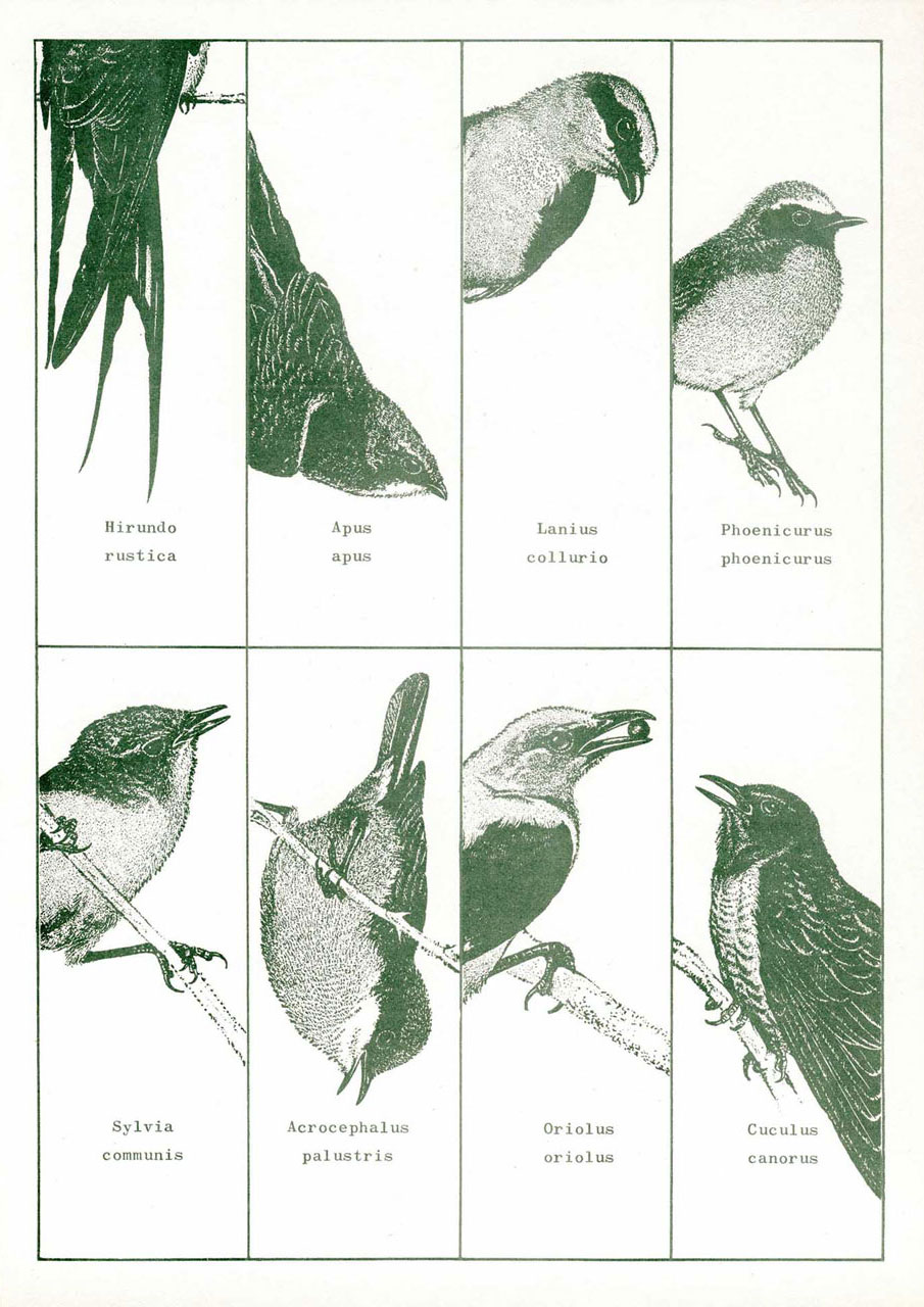 Geza Perneczky Bird Twittering
