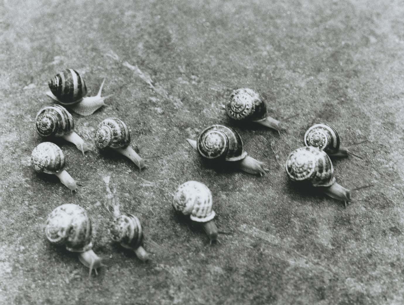 Geza Perneczky Snail Action